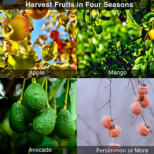 DonSail Fruit Picker Pole Tool with Basket Telescoping - Adjustable Mango Picker 35-120 inch Long Handle - Apple Orange Avocado Acorn Lemon Pear Pomelo Chery Picker for Tree - size: 35-120"
