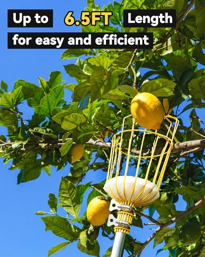 6.5FT Fruit Picker with Basket, Apple Picking Tool 35–77 Inch Adjustable Pole, Long-Handle Mango Grabber, Tree Fruit Catcher for Harvesting Lemon Pear Orange Avocado Peach Citrus Grapefruit - size: 6.5FT